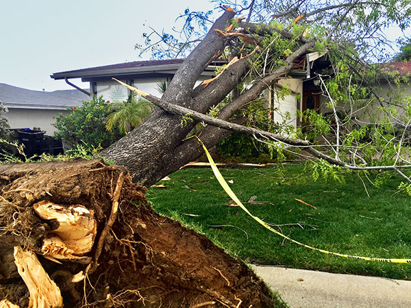 Natural disasters effect on property. A tree falls on top of a residential home. Property Insurance